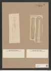 Navicula nobilis (Ehr.) Kuetz. (de-Toni-Nr.: Genus 1, Species 1) Zeichnungen Sammlung Grunow Nr. 2 (NHMW-BOT-W0366183)